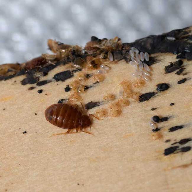 bed bug infestation - shutterstocke