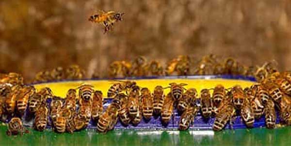 bees hornets and wasps pest control north east