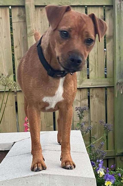 canine rodent detection in the North East