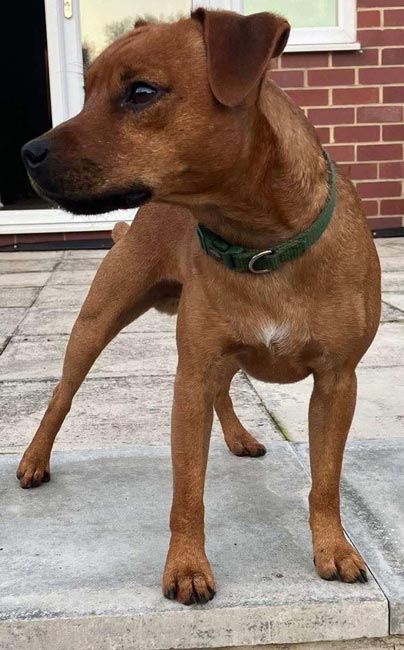 canine rodent detection in the North East