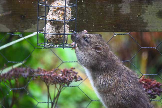 Vermin and rat control for domestic homes and smallholders North East