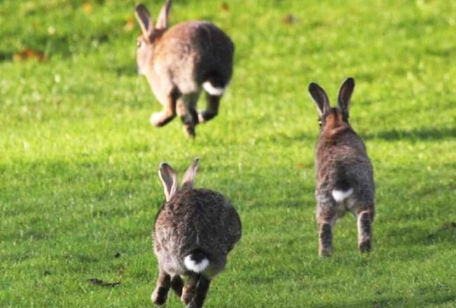 Professional rabbit pest control and removal North East