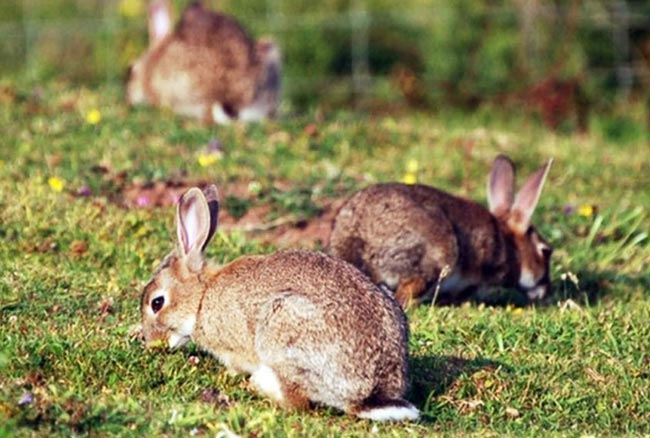 Professional rabbit pest control and removal North East