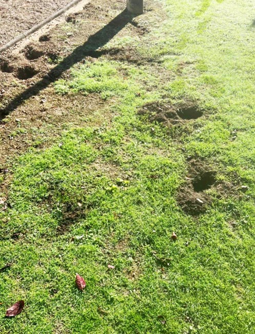 Professional rabbit pest control and removal North East