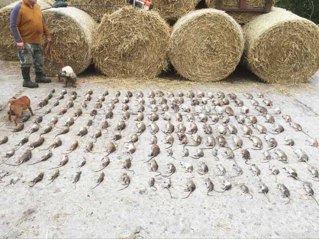 rat control for farms in the North East