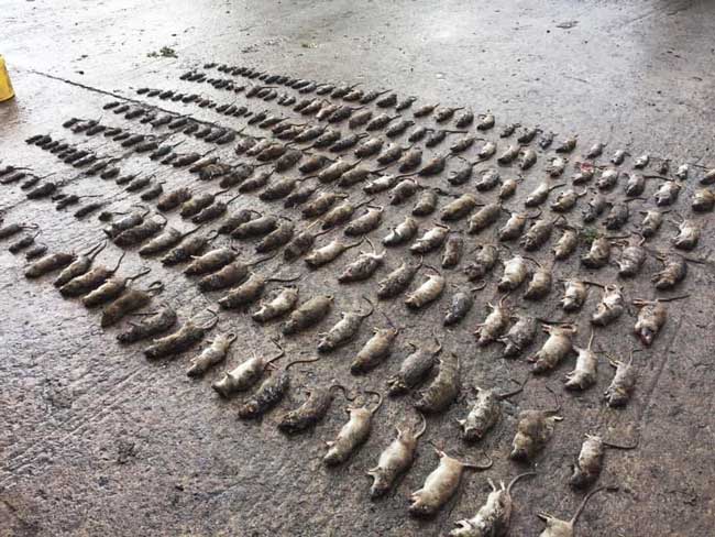 rat control for farms in the North East