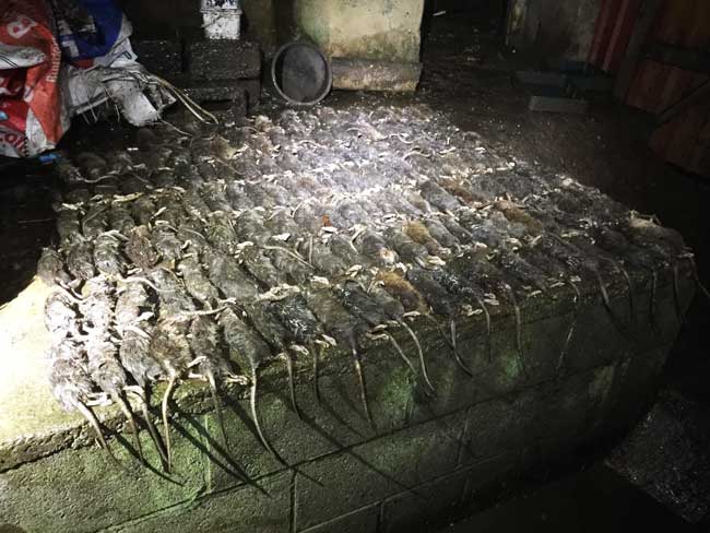 vermin and rat control for chicken farms