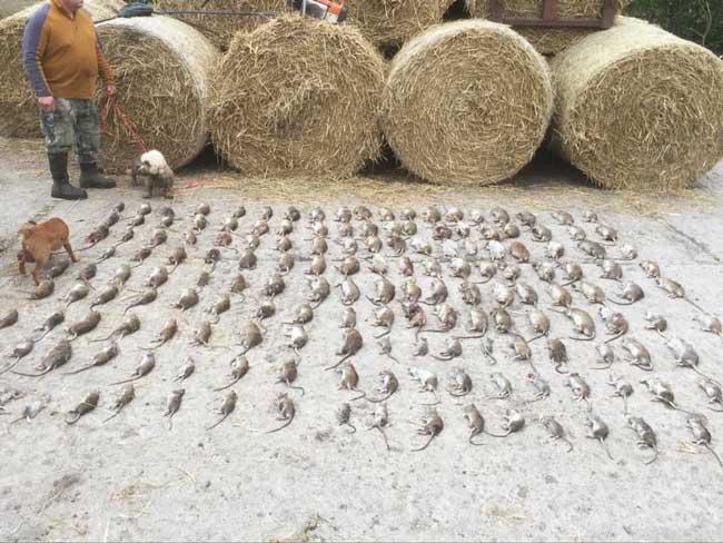 Vermin and rat control for hay bale damage North East