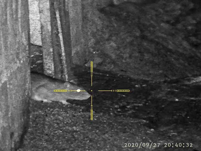 rat control for farms in the North East